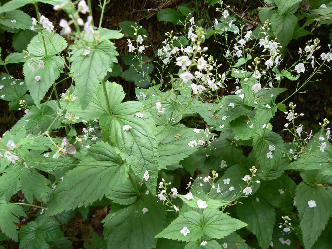 Veronica urticifolia